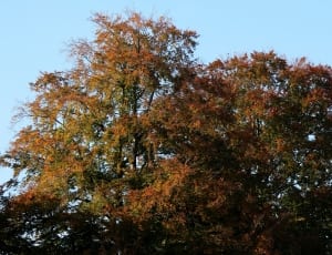 brown and green leafed tree thumbnail