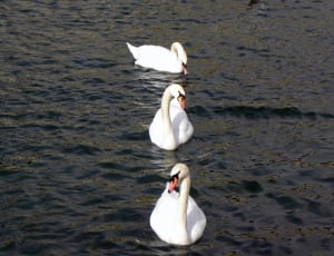 three white and black swans thumbnail