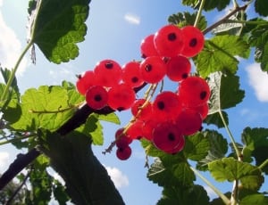 red cranberries during daytime thumbnail