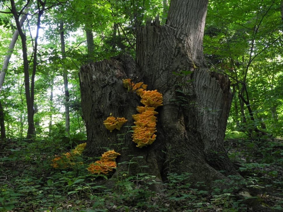 black tree with orange mushrooms preview