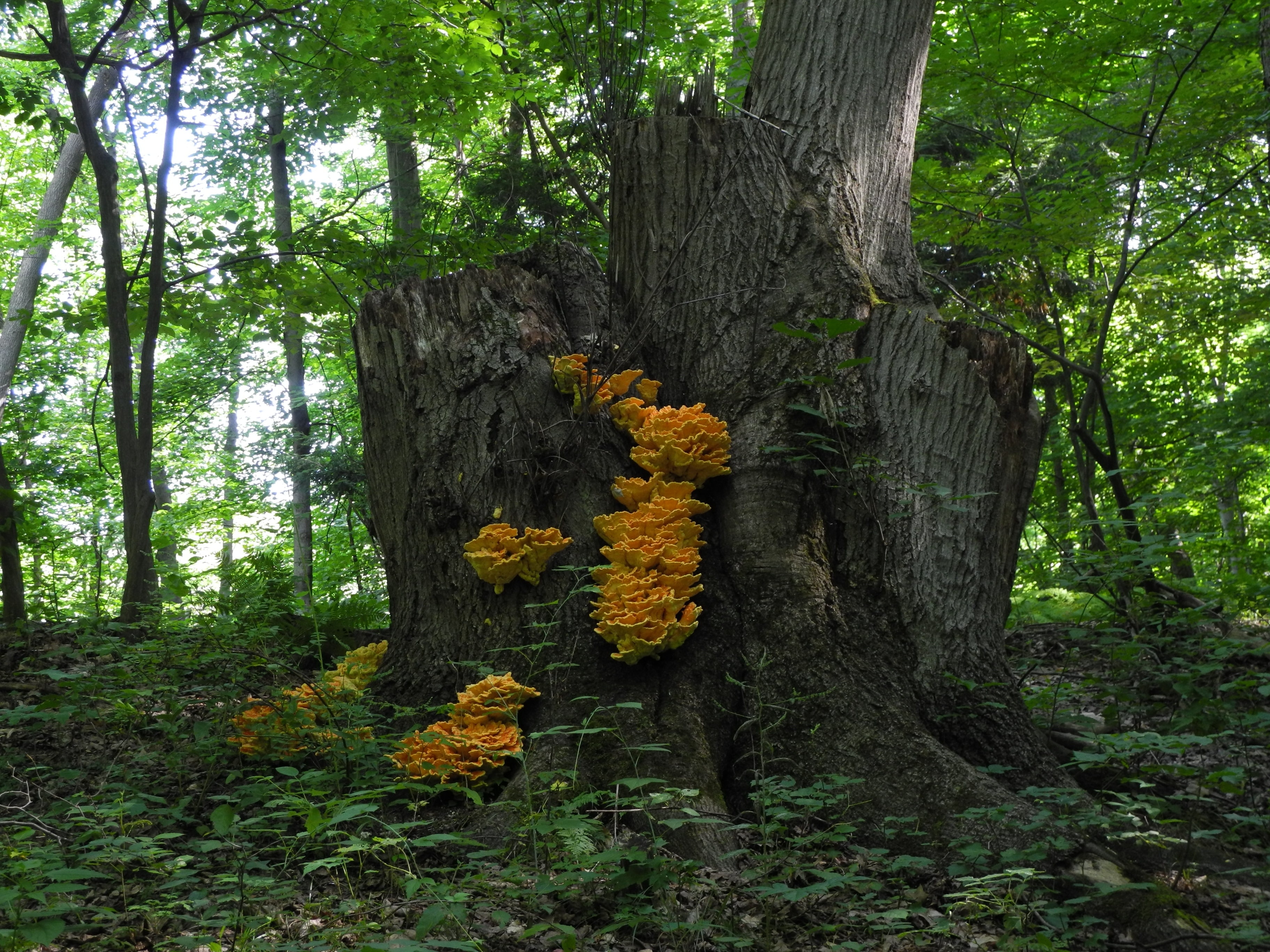 black tree with orange mushrooms