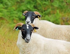 2 beige sheeps thumbnail