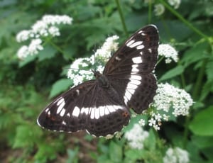 black and white butterfly thumbnail