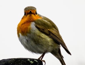 red and green bird thumbnail