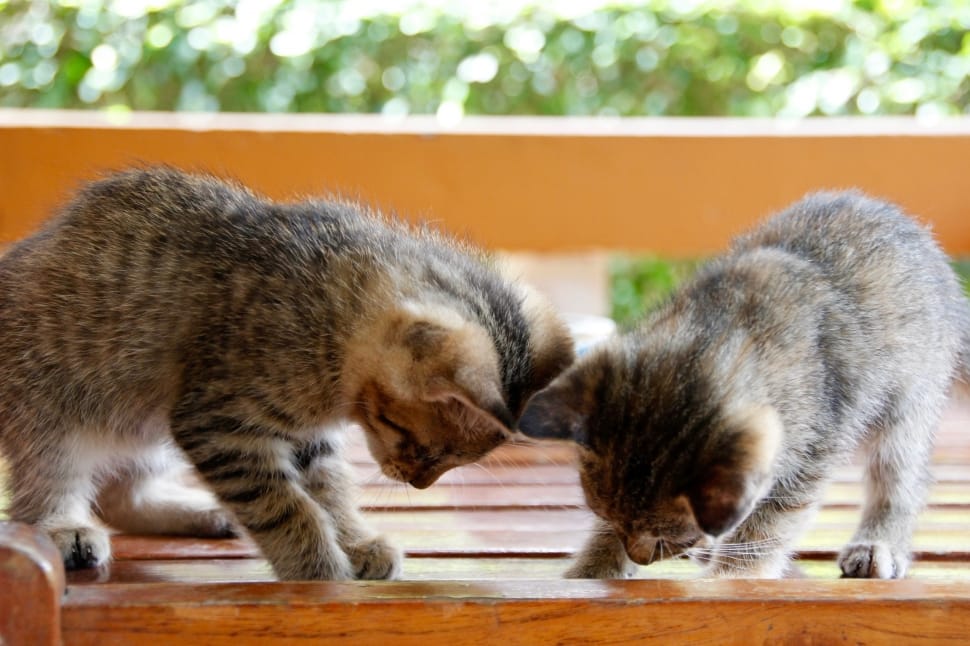 2 brown tabby kittens preview