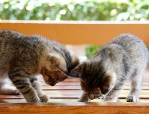 2 brown tabby kittens thumbnail
