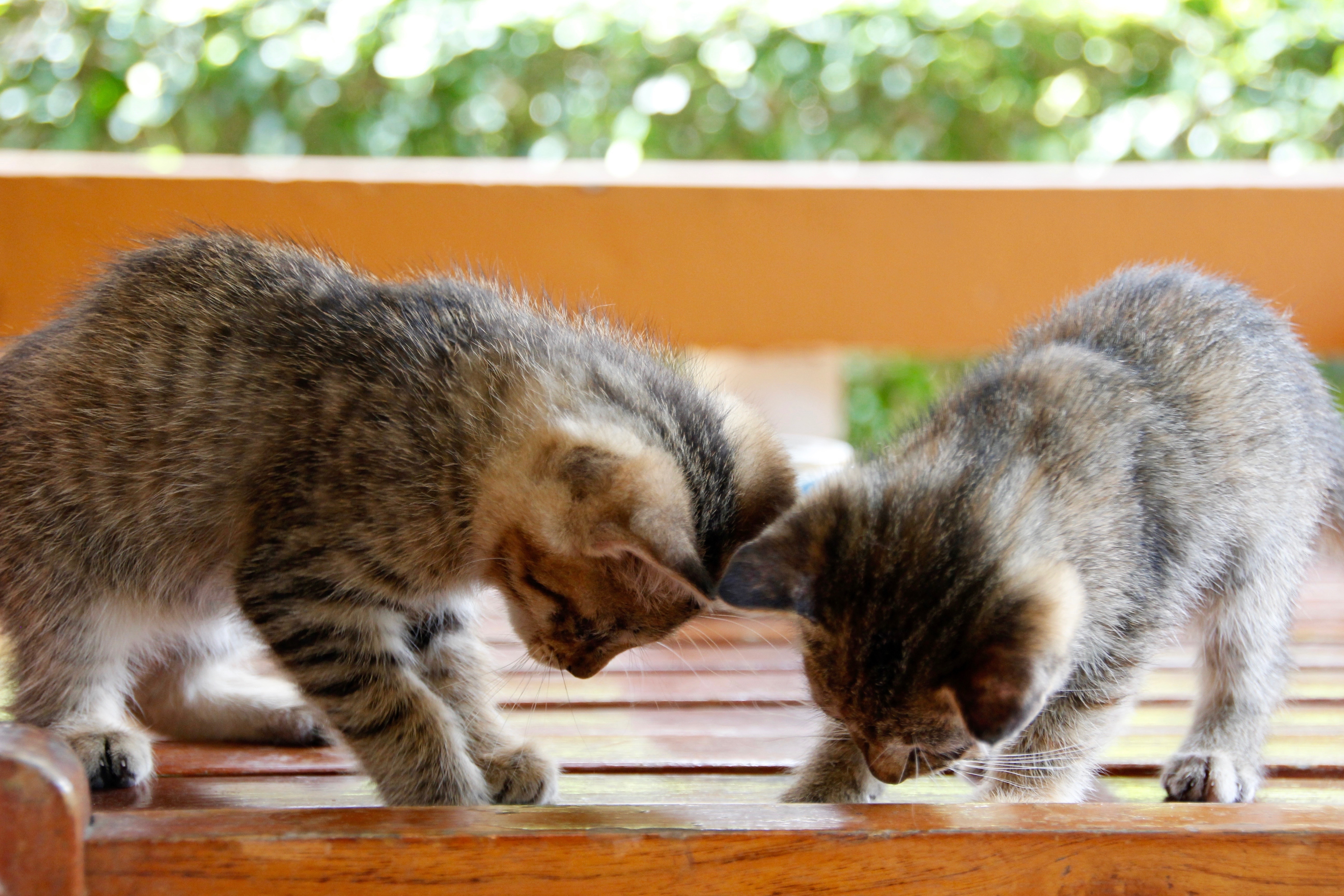 2 brown tabby kittens
