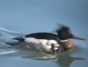 gray white brown and black duck thumbnail