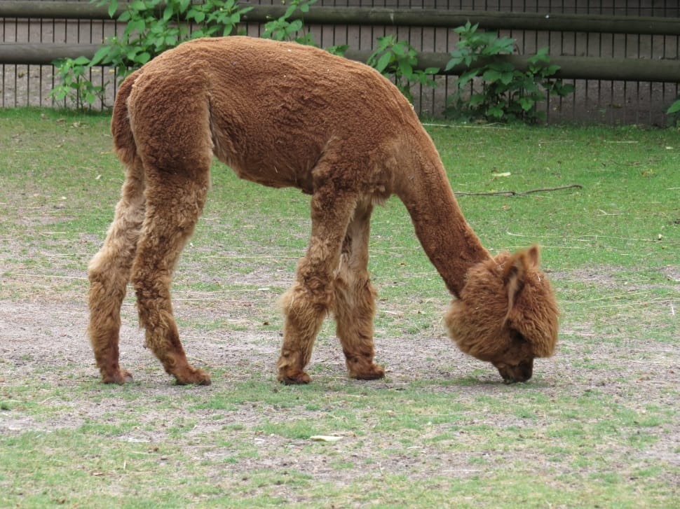 brown alpaca feeding on grass during daytime preview
