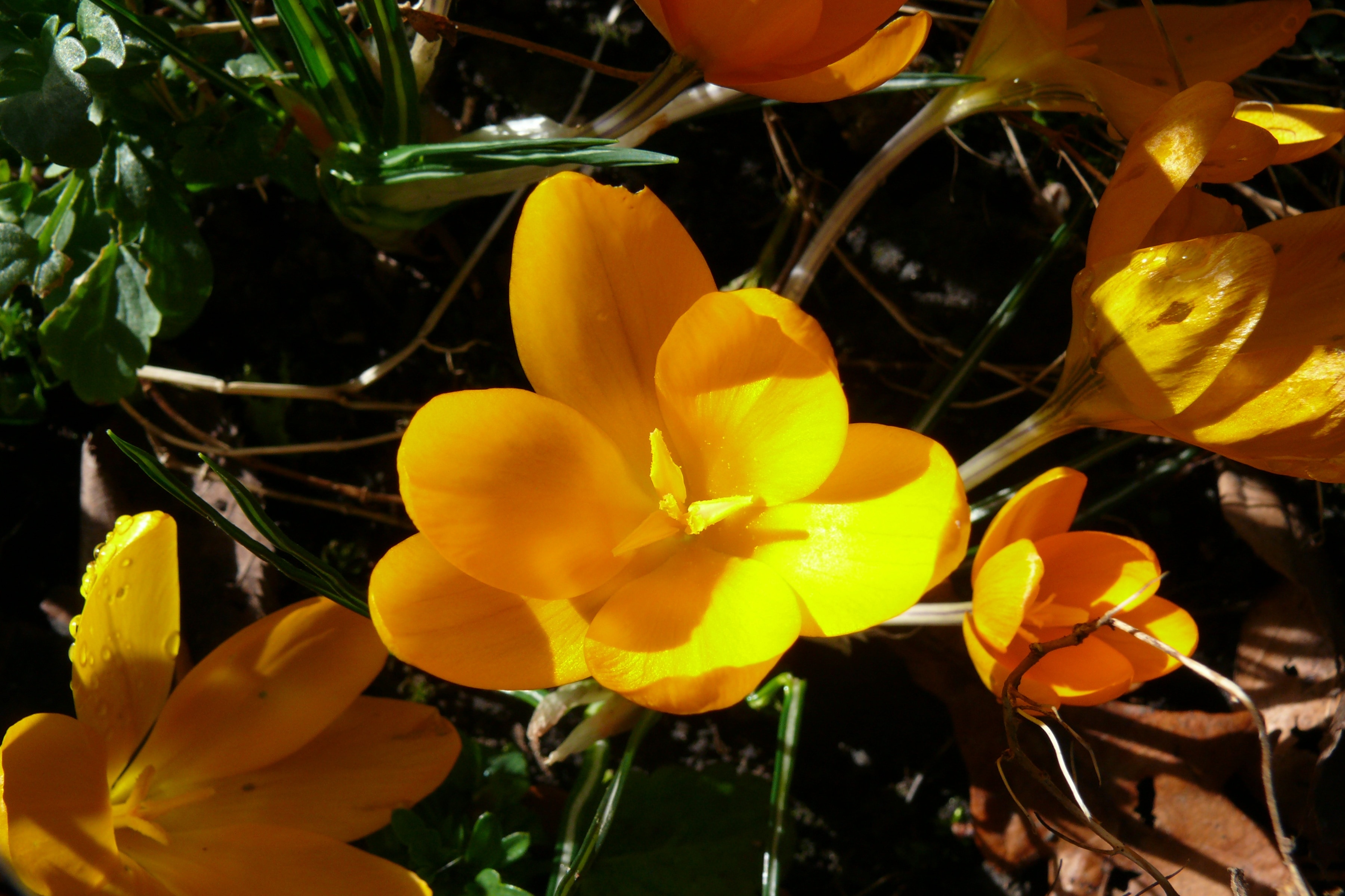yellow 6 petaled flower