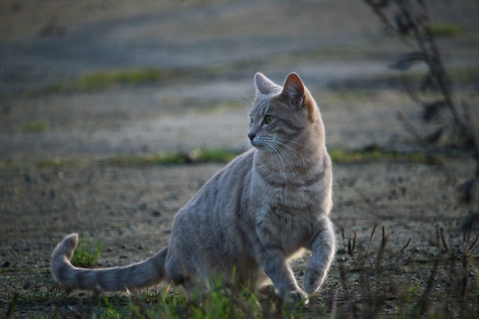 gray tabby cat preview