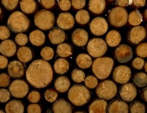 brown logs thumbnail