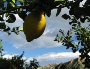 closeup photo of lemon thumbnail