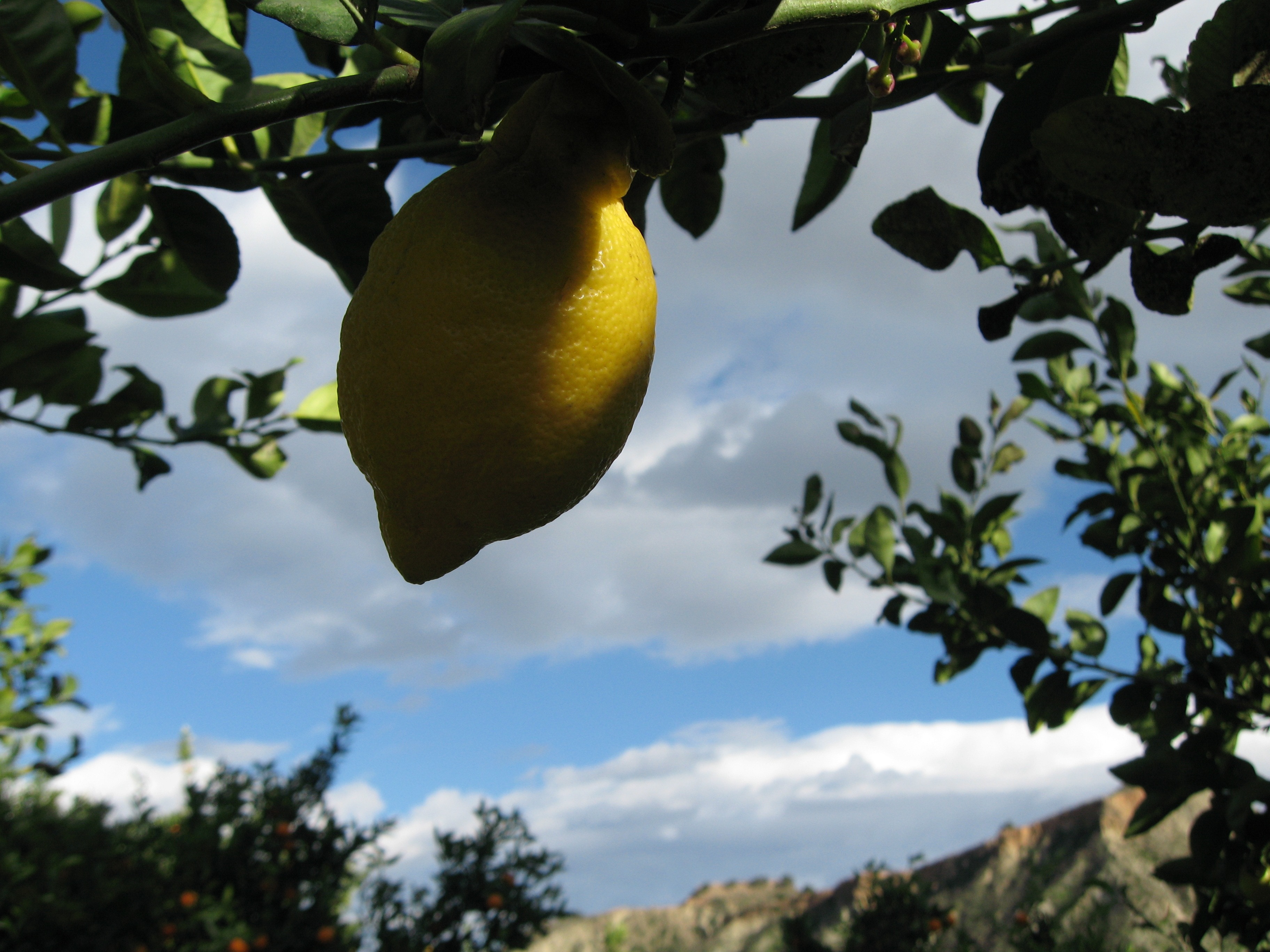closeup photo of lemon