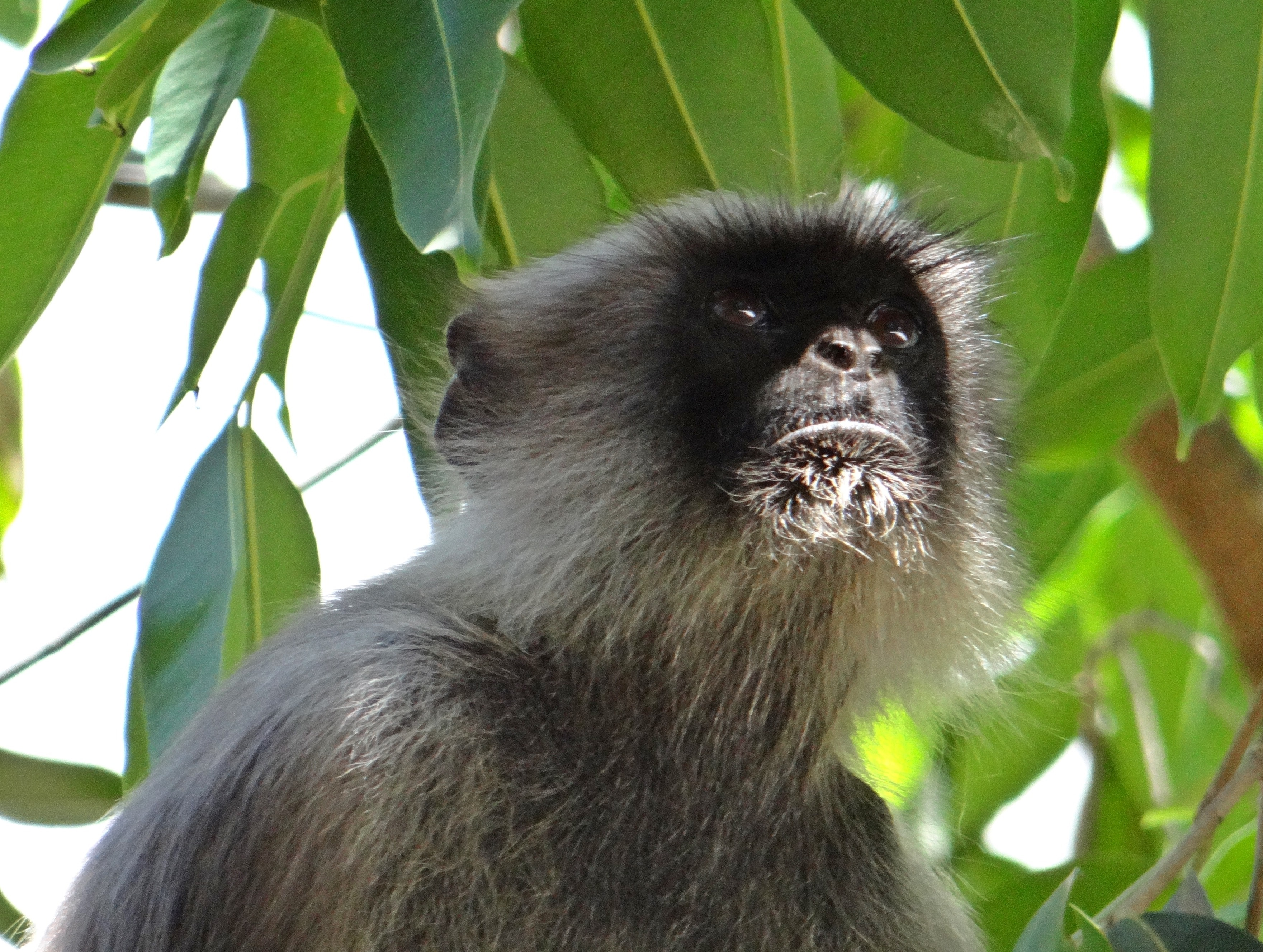 Langur, Monkey, Animal, Hanuman, leaf, one animal