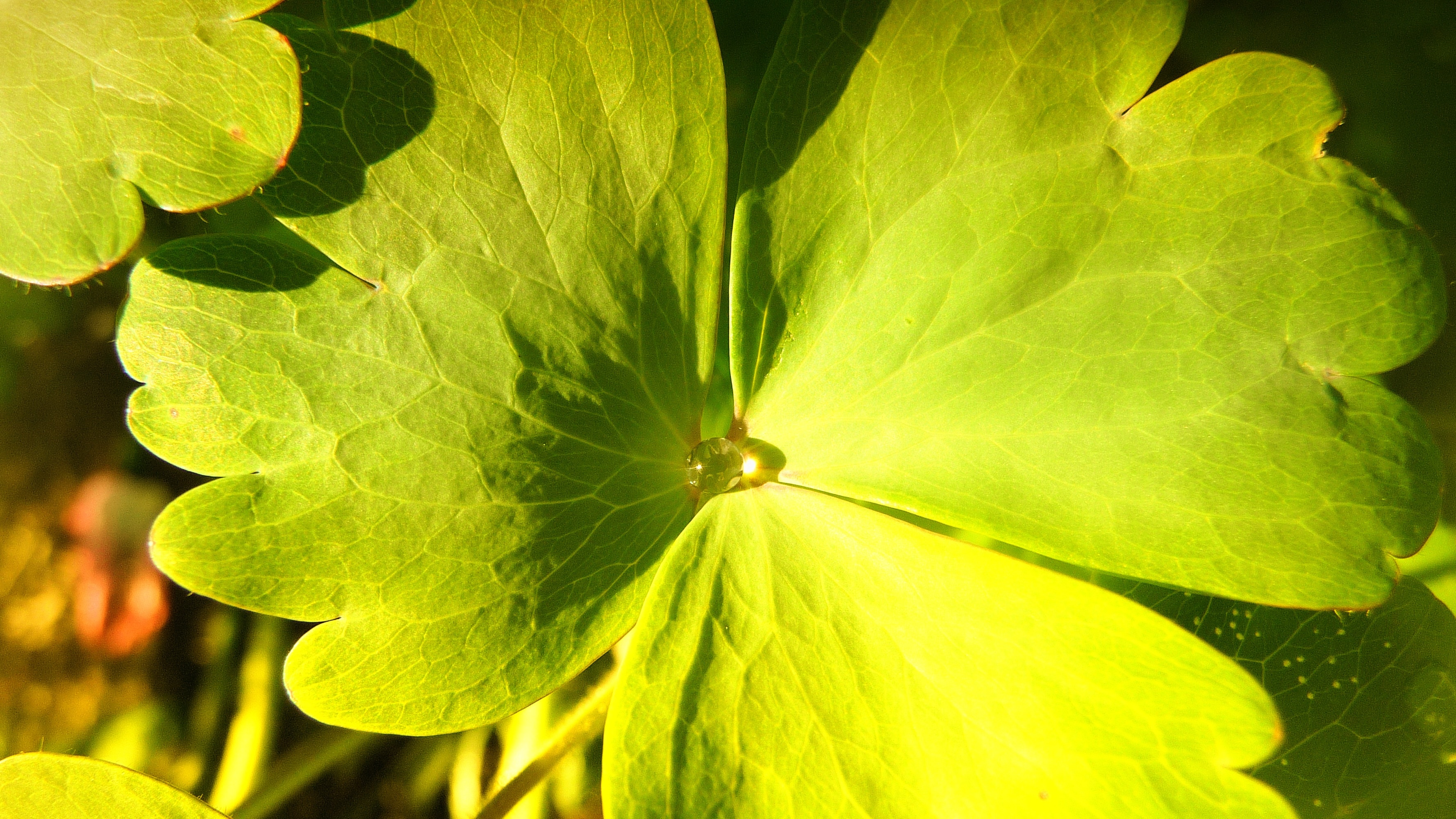 green clover leaf