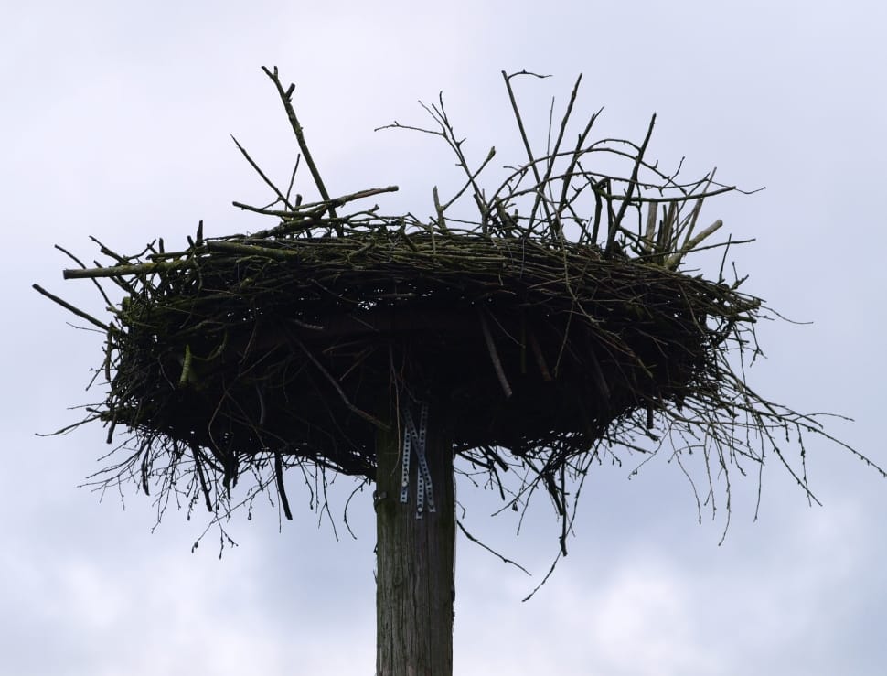 brown tree twigs nest preview