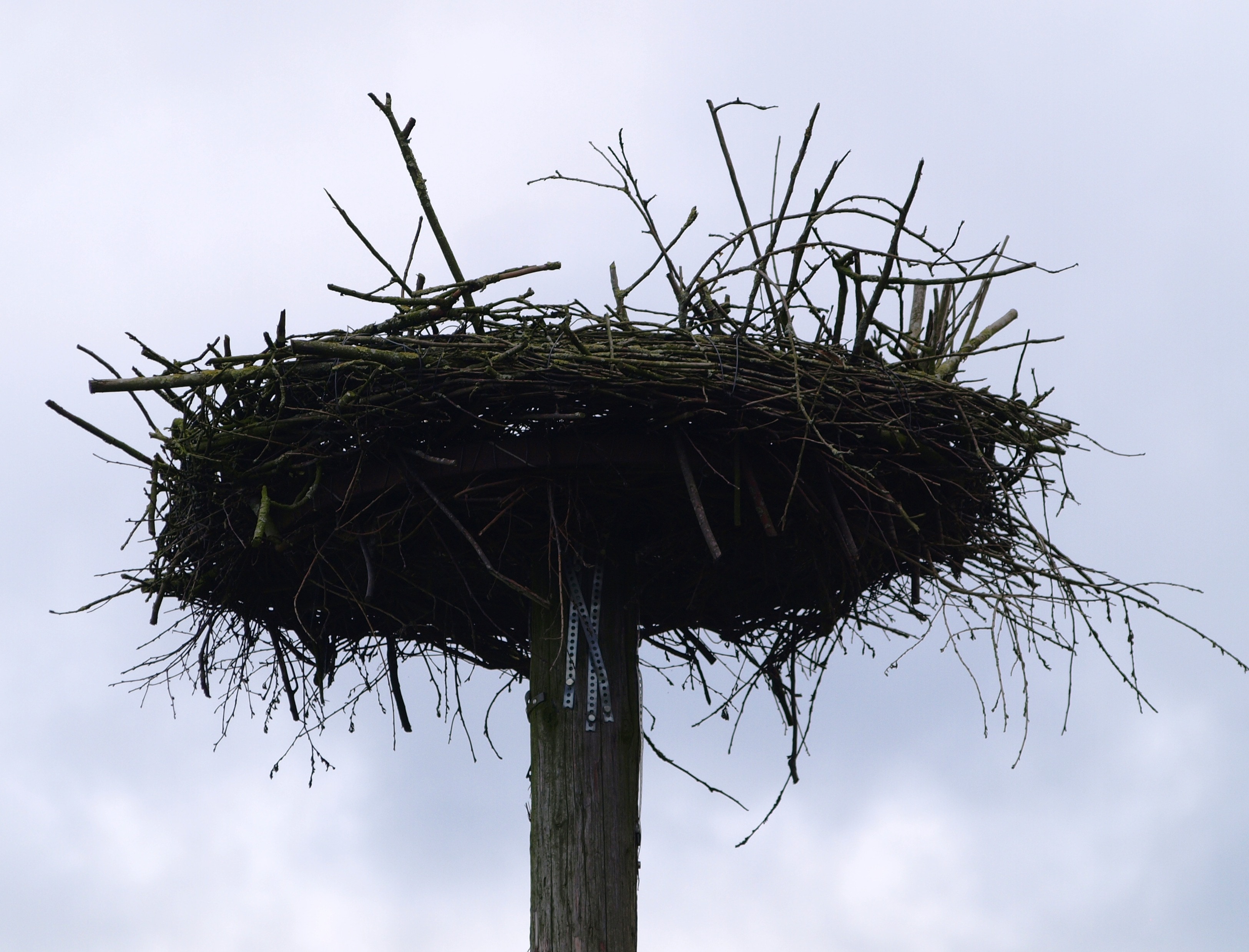 Птицы без гнезд. Гнездо аиста на дереве. Гнездо касиков. Гнездо на дереве. Огромное гнездо.