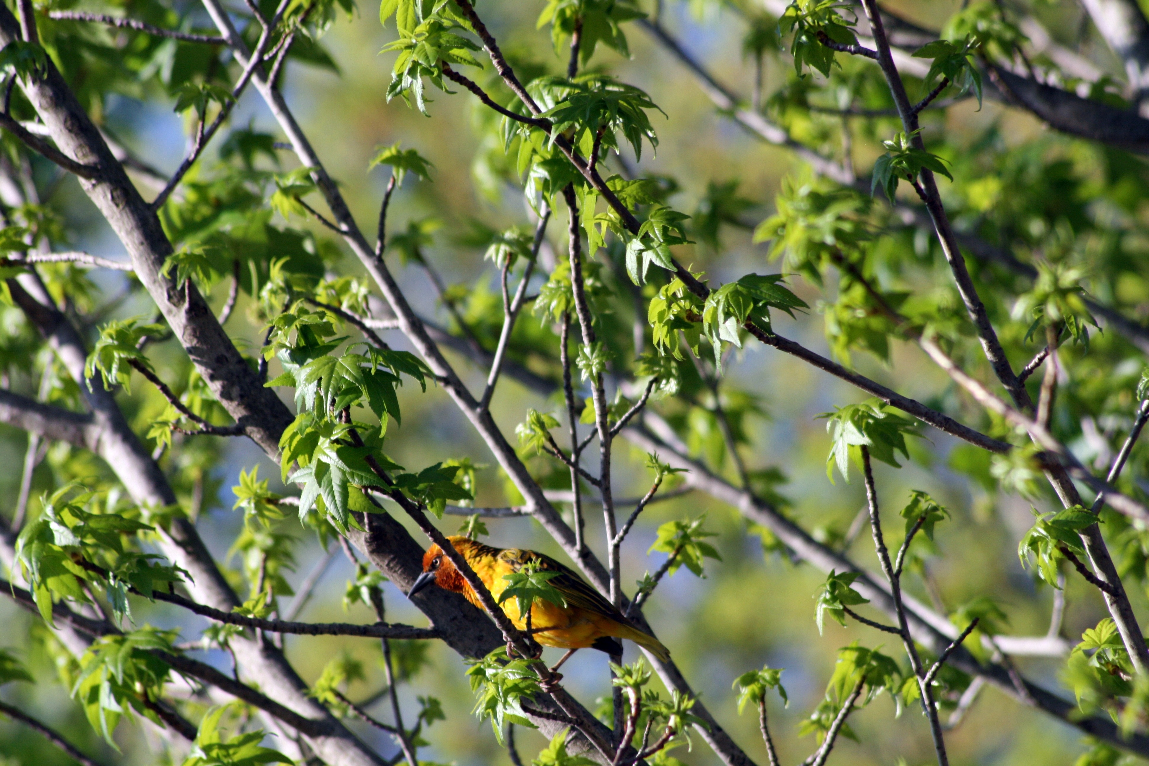 red and yellow bird