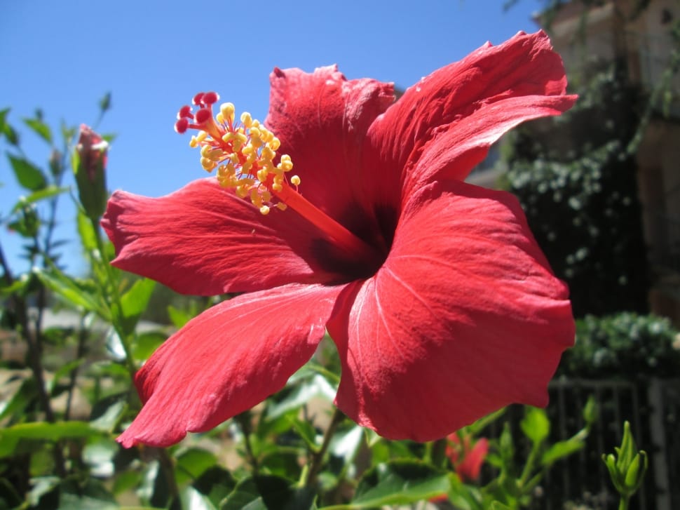 red gumamela flower preview