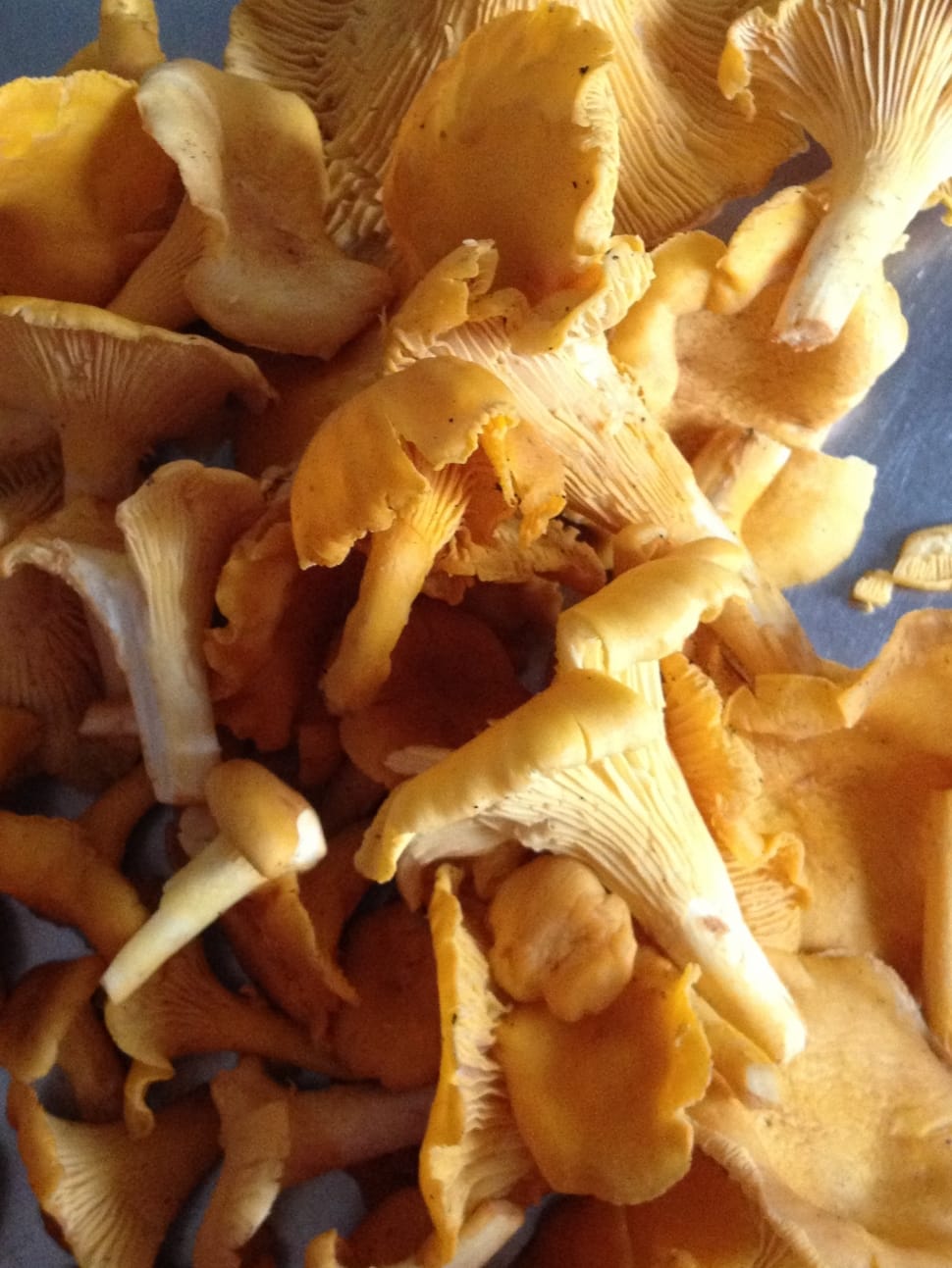 yellow mushrooms preview