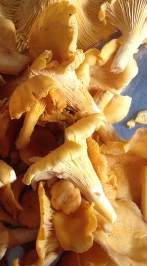 yellow mushrooms thumbnail