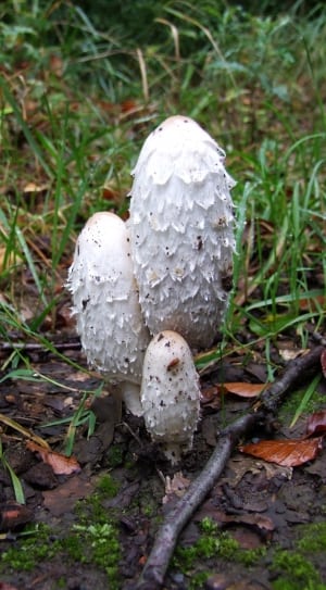 white mushrooms thumbnail