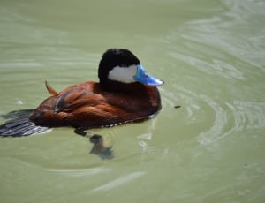 brown black and white duck thumbnail