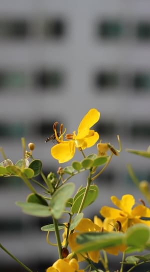 green and yellow petaled flower thumbnail