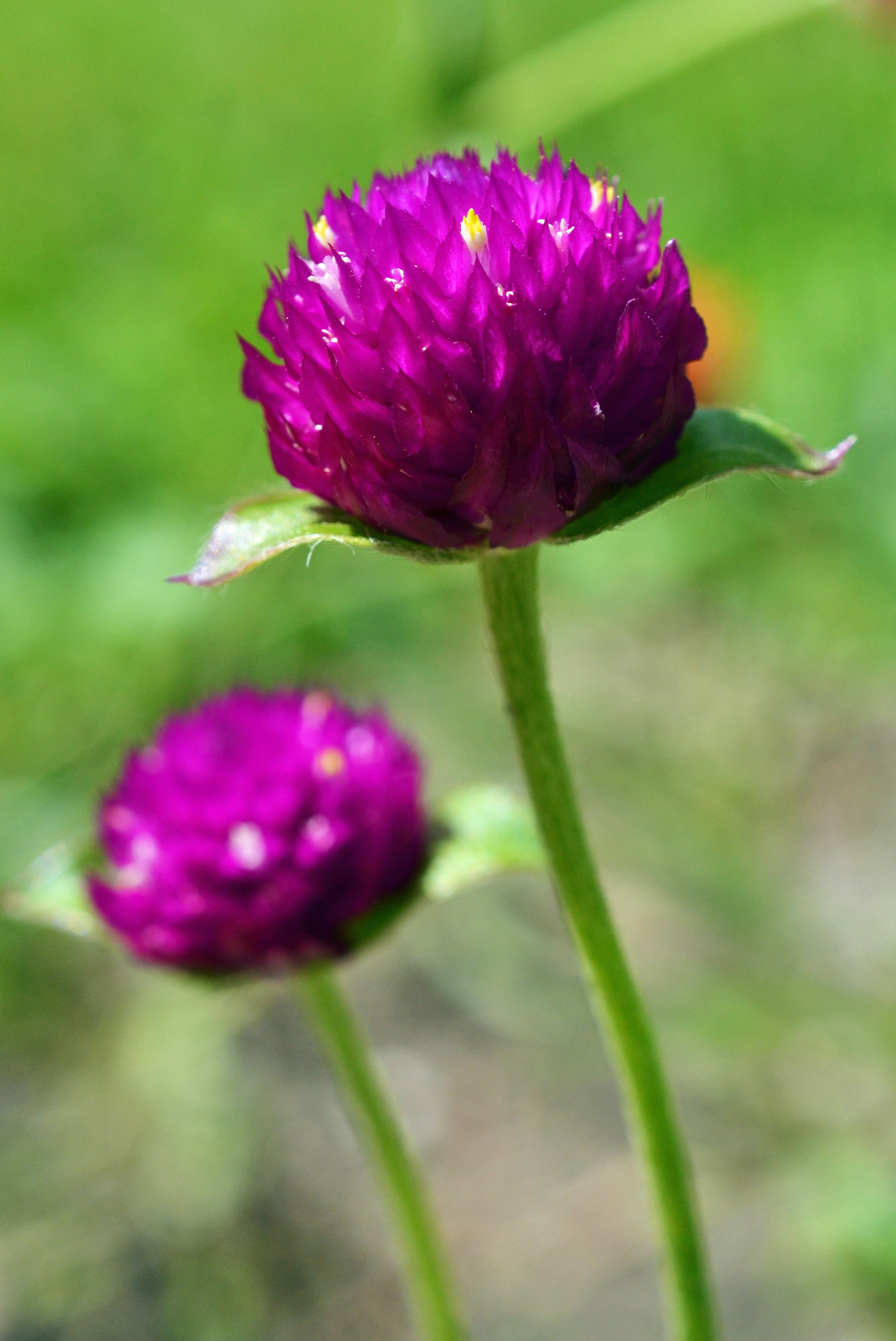 purple clustered flower