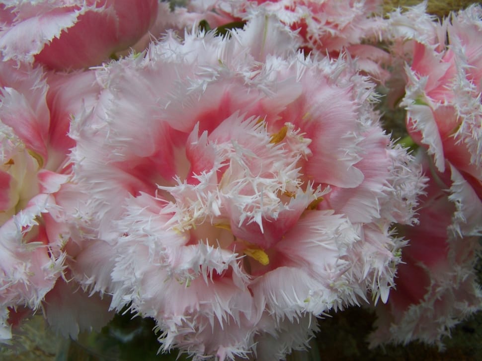 pink and white cluster flowers preview