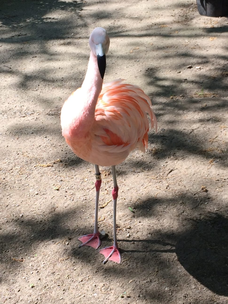pink and white flamingo preview