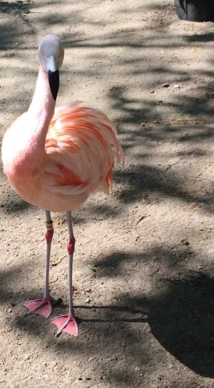 pink and white flamingo thumbnail