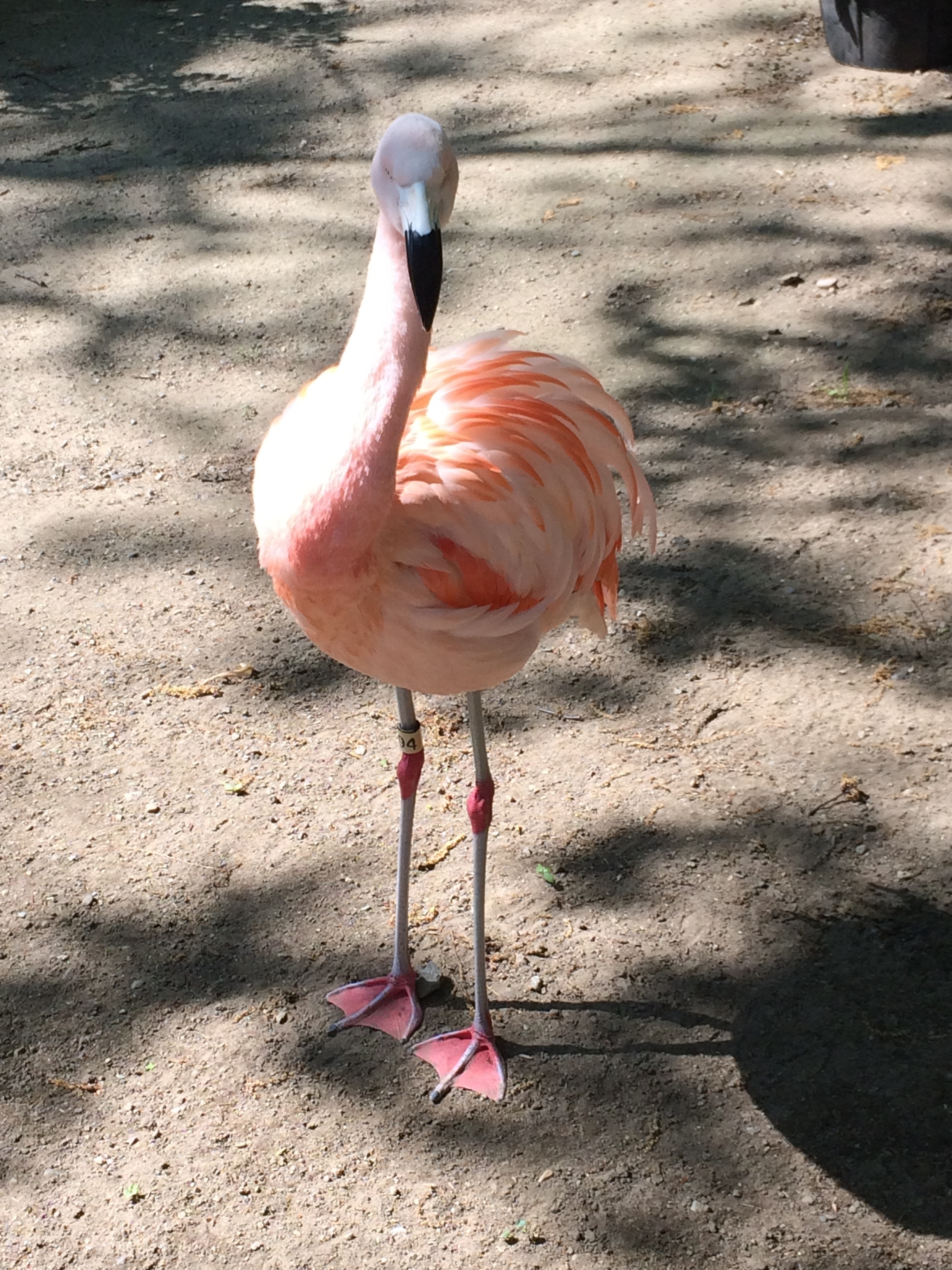 pink and white flamingo