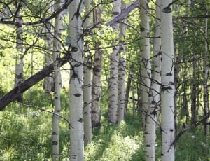 white tree branches photo during daytime thumbnail