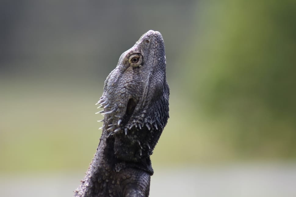 gray bearded dragon preview