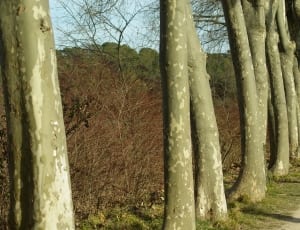 bare trees thumbnail