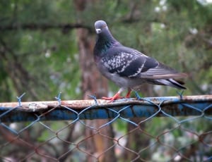 black white and gray pigeon thumbnail