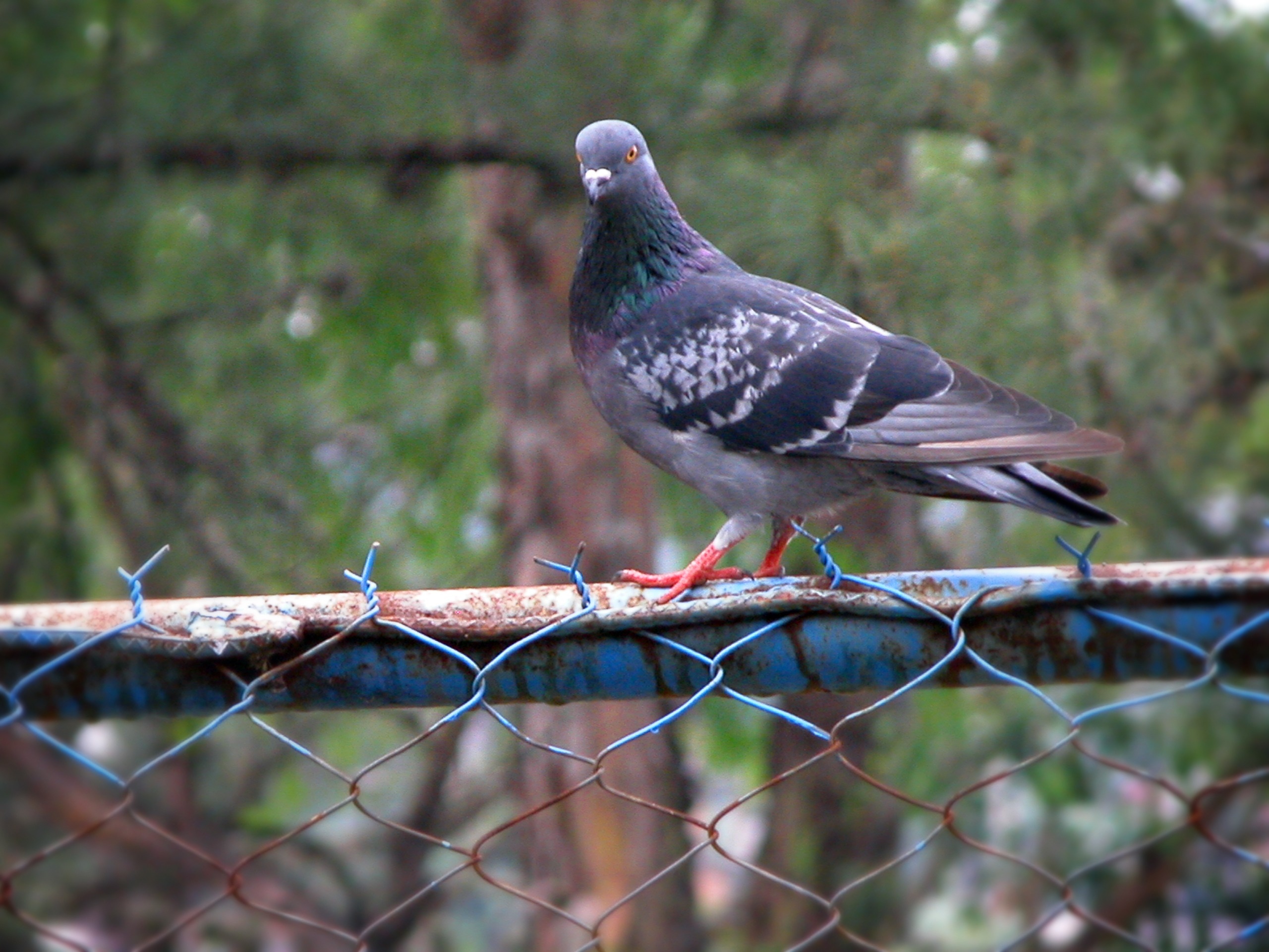 black white and gray pigeon