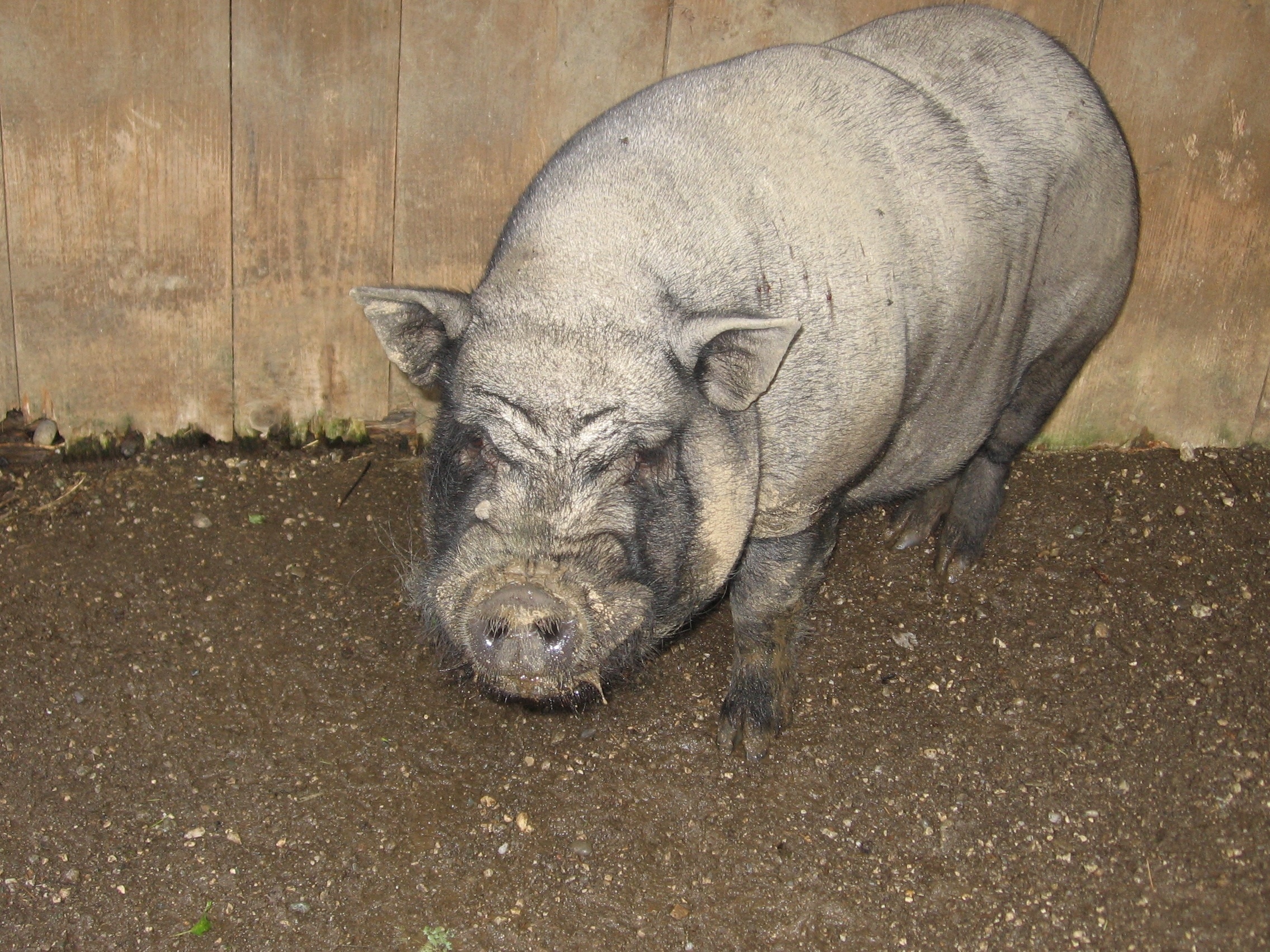 gray pig