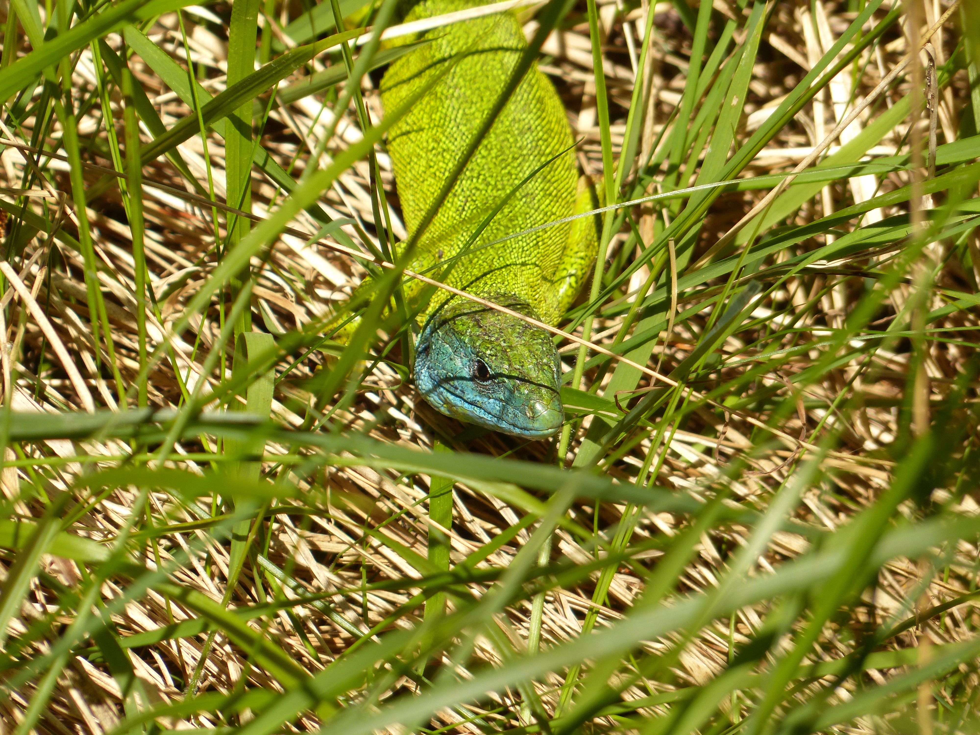 green and blue iguana