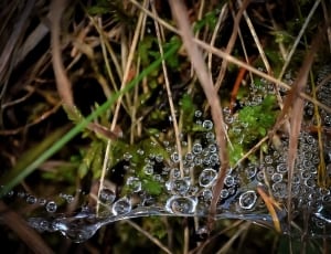 water droplets and spiderweb thumbnail