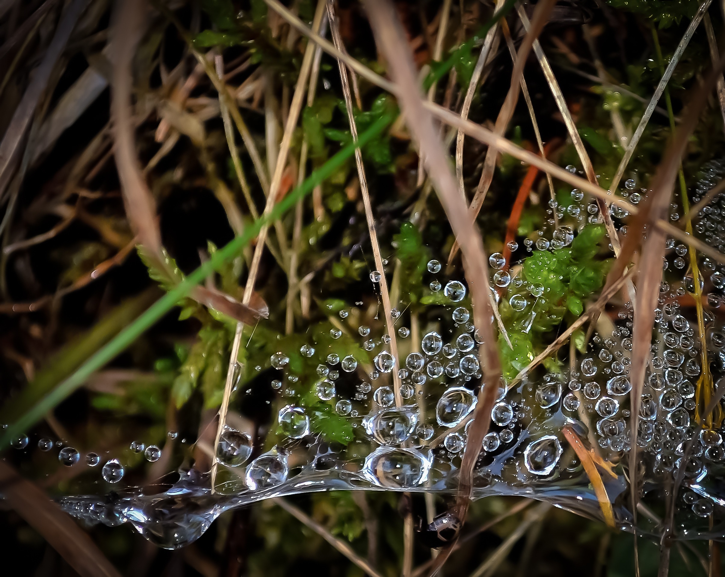 water droplets and spiderweb