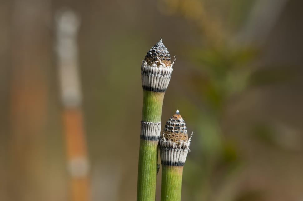 horsetail plant preview