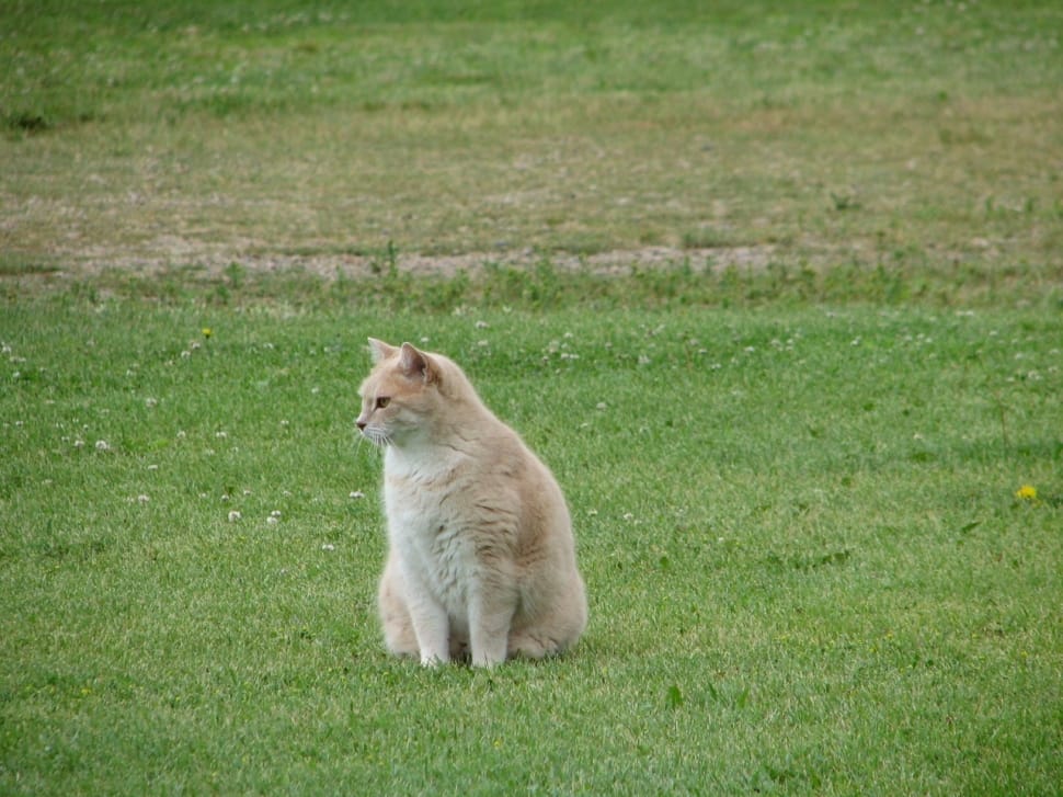 gray long fur cat preview