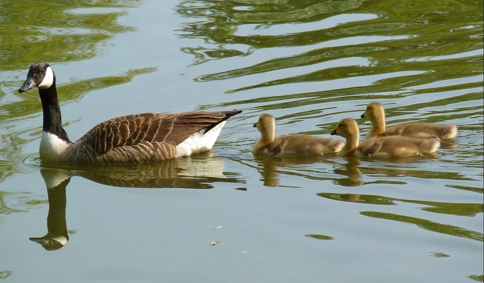 canadian goose and chicks preview