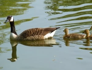 canadian goose and chicks thumbnail