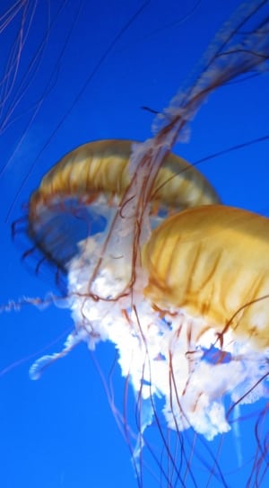 2 brown and white jelly fishes thumbnail