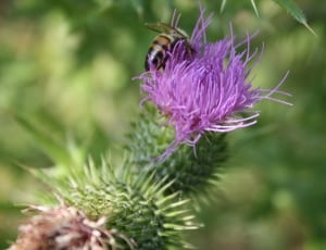 honey bee and purple petaled flower thumbnail