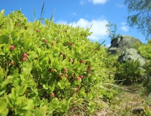 photo of green plant and rock in the background during daytime thumbnail